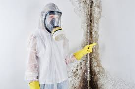 Best Mold Damage Restoration  in Shady Hills, FL